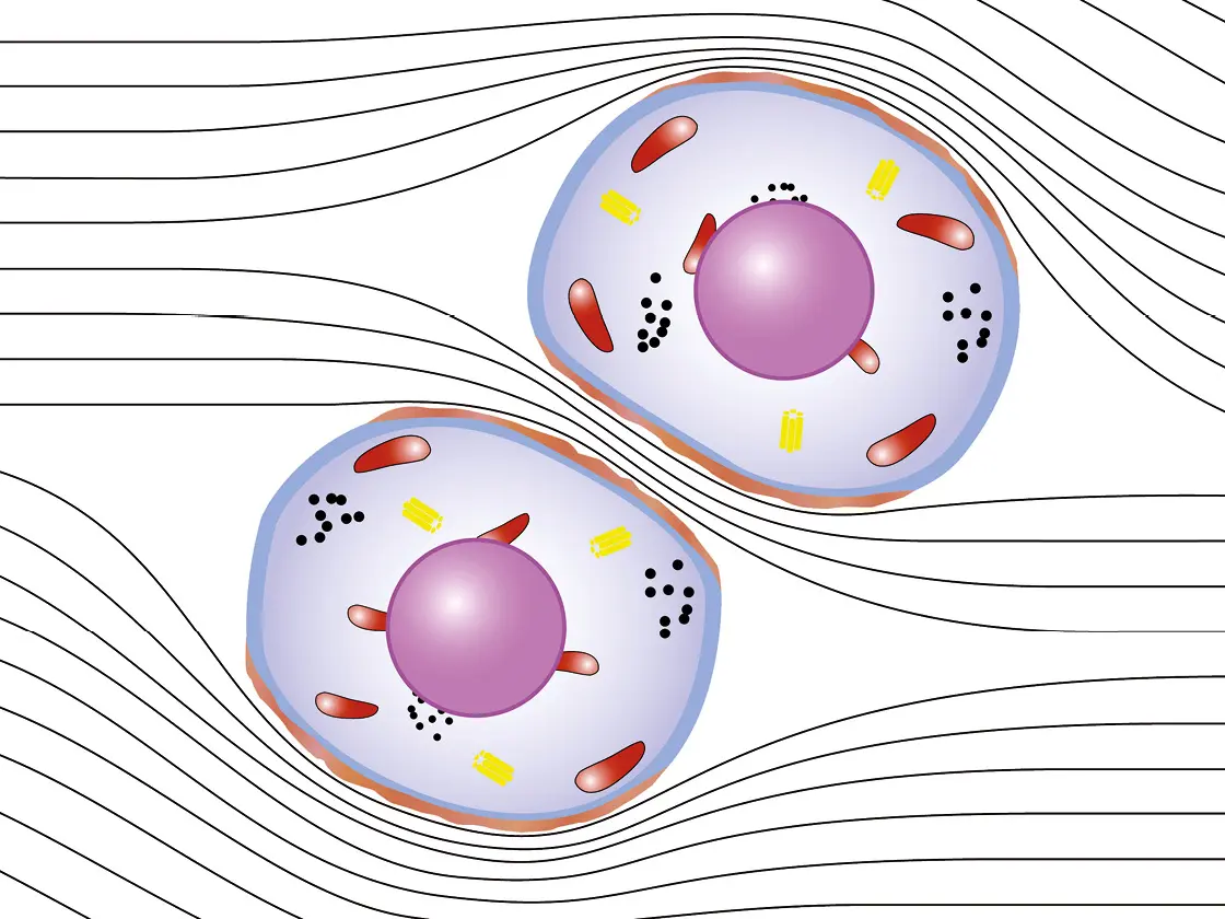 Microscopic view of two cells with visible nuclei and organelles – surrounded by lines indicating fluid movement or cellular dynamics