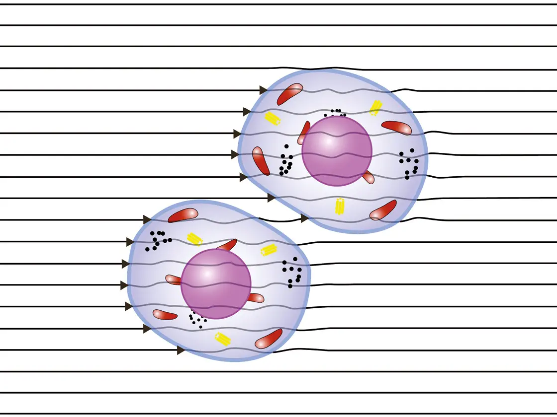 Microscopic view of two cells with visible nuclei, mitochondria, and other organelles – set against a background of horizontal lines
